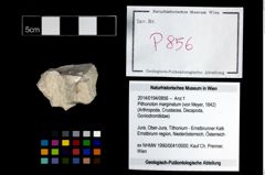 Foto (Objekt + Etikett) von Pithonoton marginatum (von Meyer, 1842)  (NHMW-GEO-2014-0194-0856)
